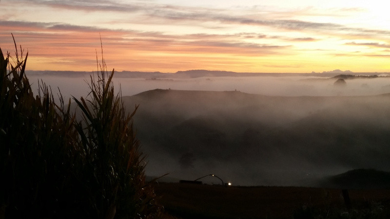 Early morning at maize